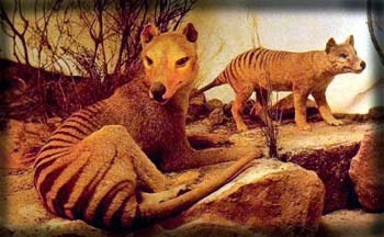 thylacine1[1].JPG